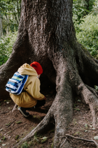 Someone conducting research at the base of a tree