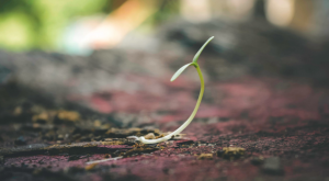 A seedling just beginning to sprout