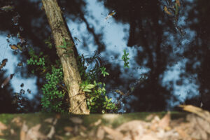 Water Pond with Leaves and Tree Branch