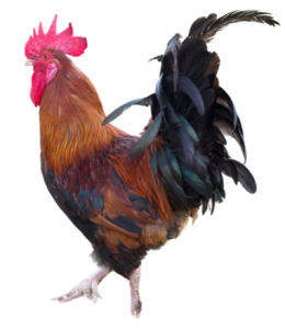 A Rooster walking