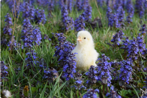 a baby chick sitting in the grass with purple flowers.