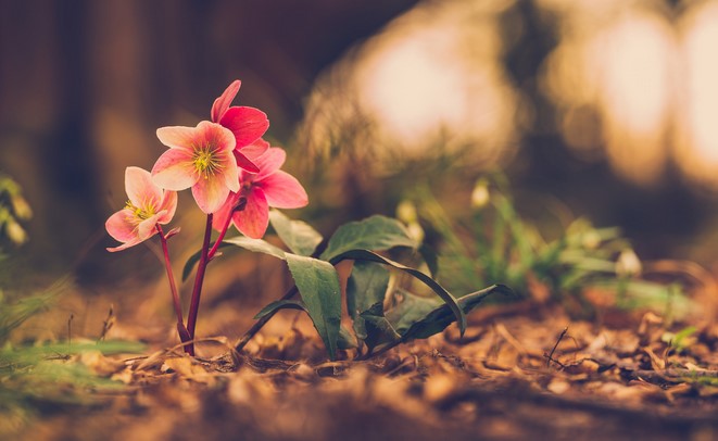 Pink Crocuses growing on the forest floor in early evening light