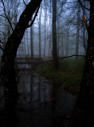 A misty bridge in a dark forest at dawn