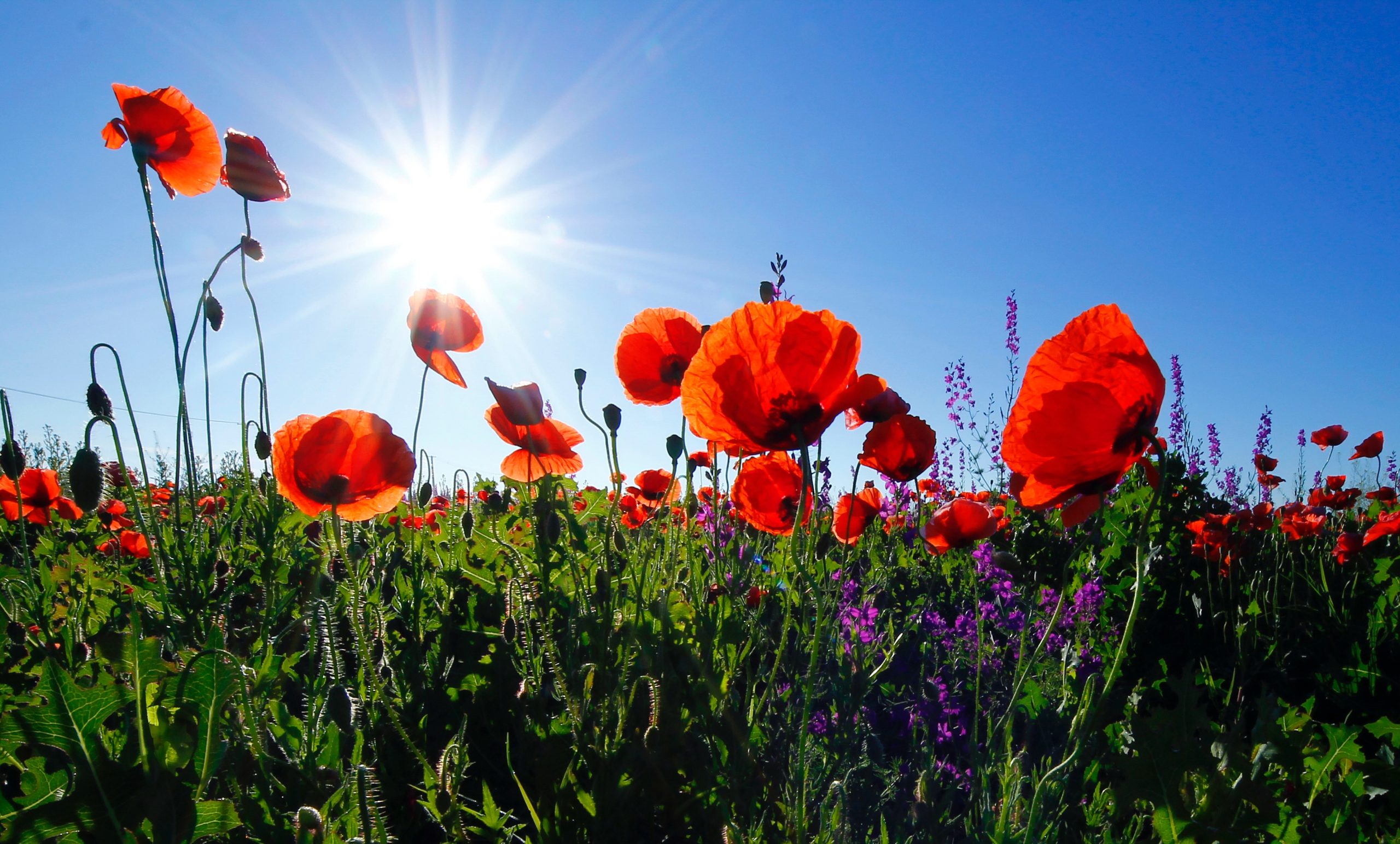 A field of red poppy under a blue sky and sunshine