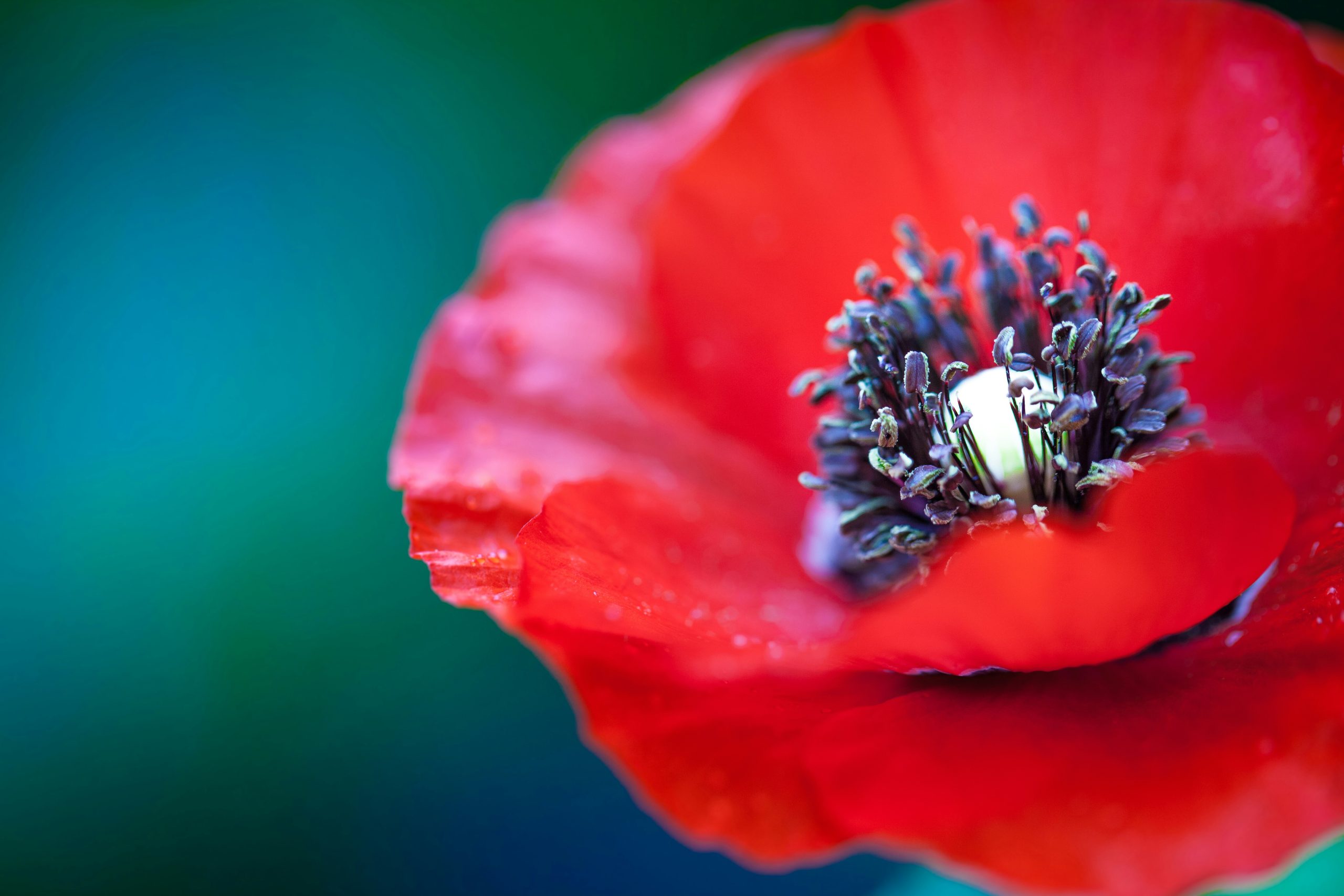 A single red poppy