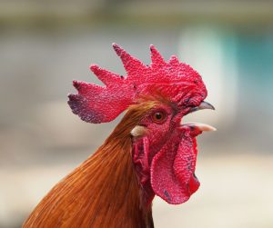 A beautiful auburn rooster with a red comb