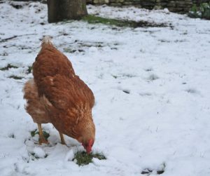 Auburn rooster with a red comb pecking at the ground