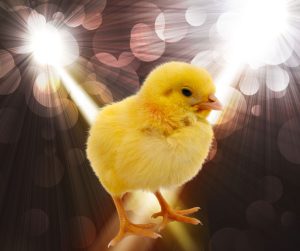 A Baby Chick in the spotlight