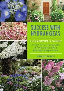 Success with Hydrangeas cover by Lorraine Ballato